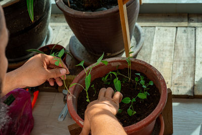 High angle view of people holding potted plant