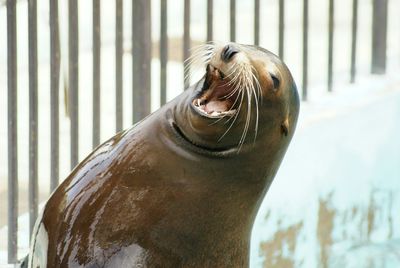 Close-up of sea lion with mouth open in zoo