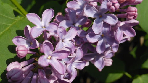 Close-up of pink flowers