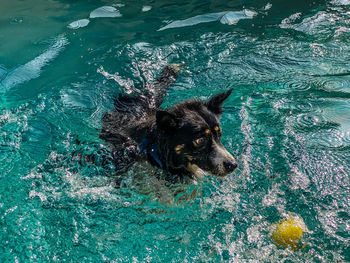 High angle view of dog swimming in sea