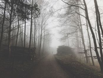 Trees in forest against sky