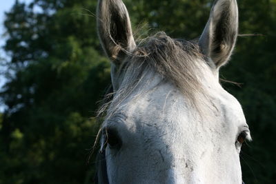 Close-up portrait of horse against trees