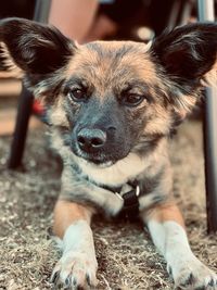 Close-up portrait of dog standing on field