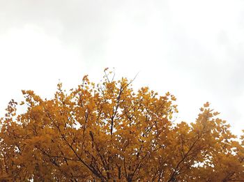 Low angle view of tree against sky during autumn