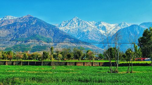 Scenic view of field against clear blue sky