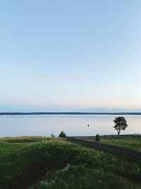 Scenic view of field against clear sky