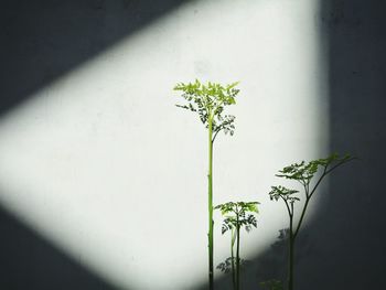 Sunlight falling on plants against white wall