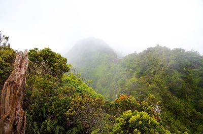 Scenic view of forest against sky