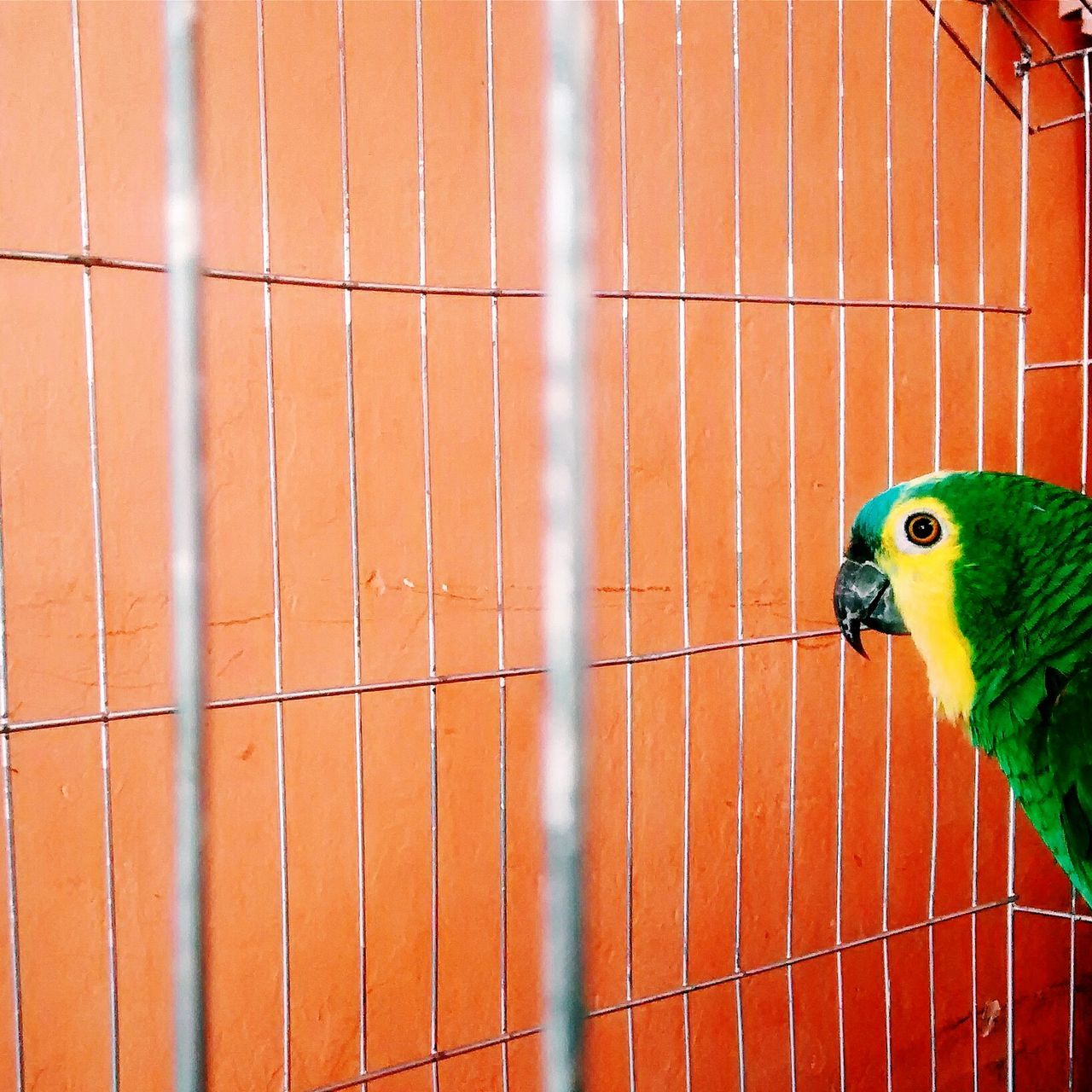 animal themes, bird, one animal, animals in the wild, wildlife, parrot, close-up, perching, day, beak, outdoors, side view, full length, cage, no people, wall - building feature, multi colored, animals in captivity, avian