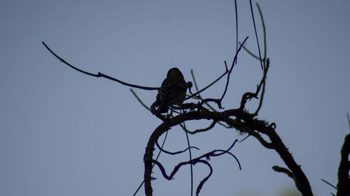 Low angle view of bird perching on branch against sky