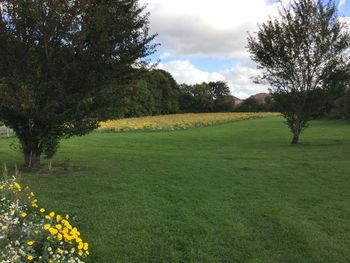 Trees on grassy field against sky