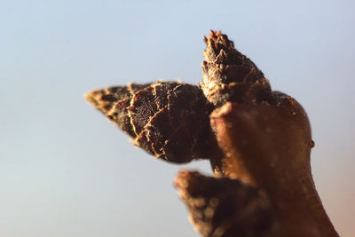 Close-up of a lizard against the sky
