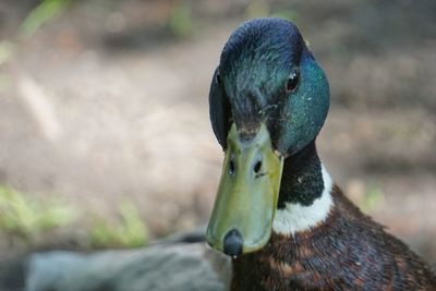 Close-up portrait of a bird