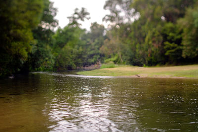 Scenic view of lake in forest