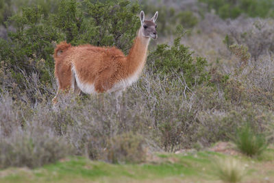 Llama standing on field