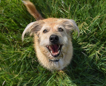 Close-up of dog on field