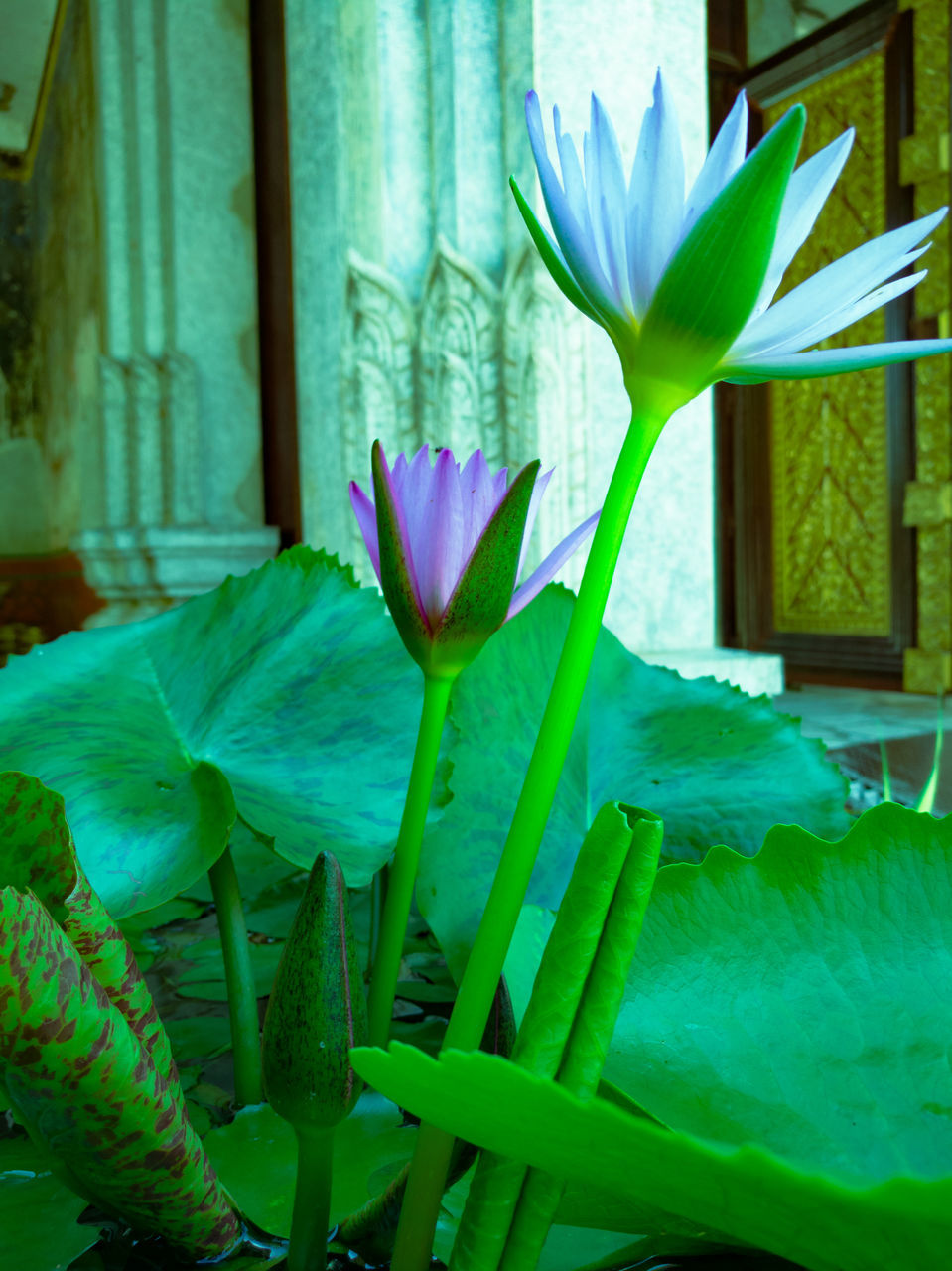 flower, plant, nature, growth, beauty in nature, freshness, fragility, leaf, green color, petal, no people, flower head, day, purple, blooming, close-up, outdoors