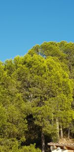 Low angle view of trees against clear blue sky