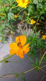 Close-up of yellow flowers blooming outdoors