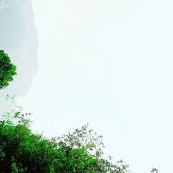 Trees on mountain against clear sky