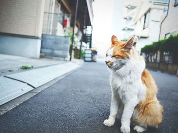 View of a cat on the road