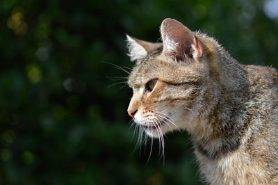 Close-up of cat