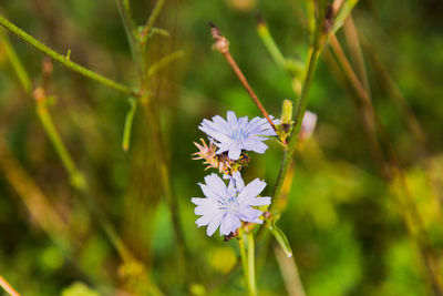 Close-up of purple flowering plant