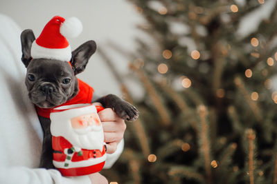 Close-up of christmas decoration