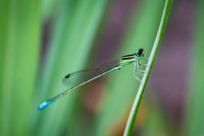 green