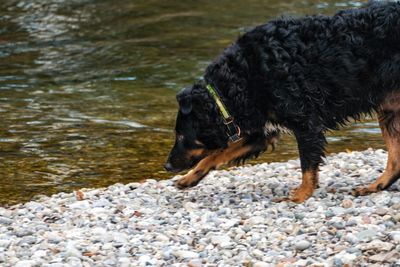 Dog on beach