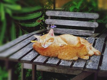 Close-up of cat on bench