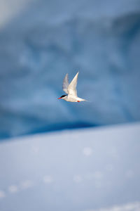Antarctic tern passes iceberg with wings lifted