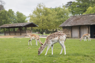 Deer grazing on field against trees