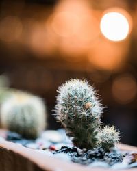 Close-up of cactus