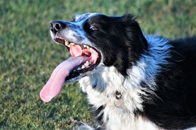 Close-up of dog looking away on field