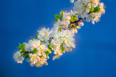 Beautiful white plum tree flowers blossoming during the spring.