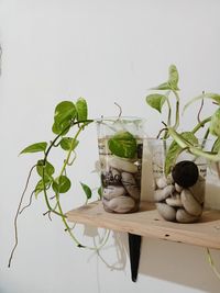 Close-up of potted plant on table against white background