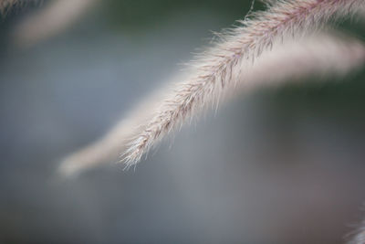 Close-up of stalks against blurred background