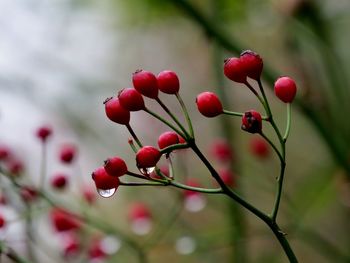 Close-up of red berries on branch