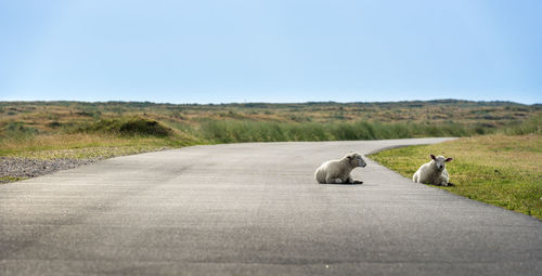 View of sheep on road