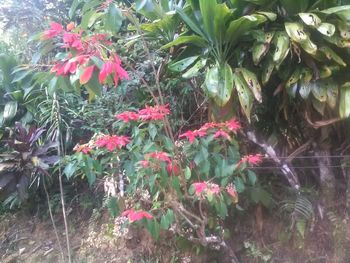 Flowers blooming on tree