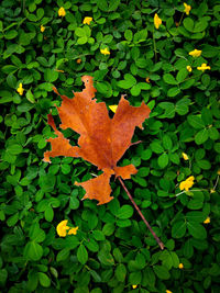 High angle view of maple leaves on field