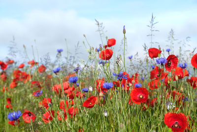 Close-up of red poppies on field against sky