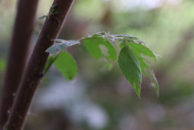 Close-up of raindrops on leaves