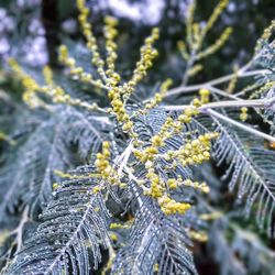 Close-up of snow on leaves during winter