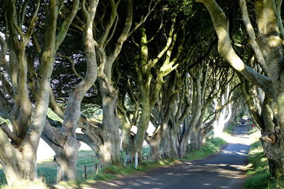 Road amidst trees on field