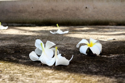 Close-up of white flowers