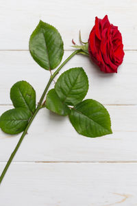 Close-up of rose plant