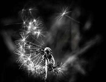 Close-up of dandelion against blurred background