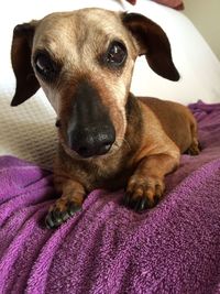 Close-up portrait of dog on bed